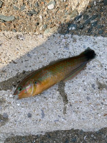 ベラの釣果