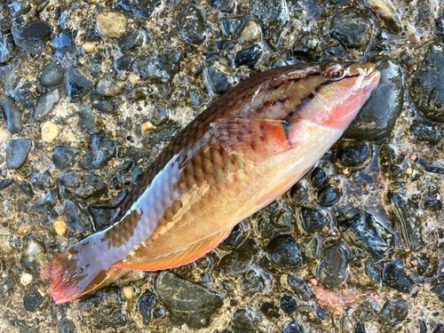 キュウセンの釣果