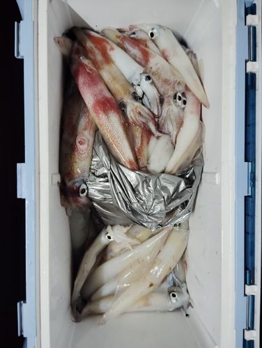 ケンサキイカの釣果