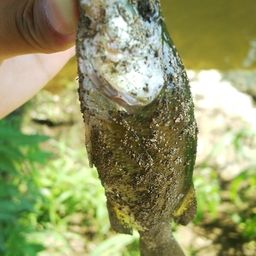 ラージマウスバス