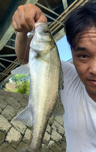 セイゴ（タイリクスズキ）の釣果