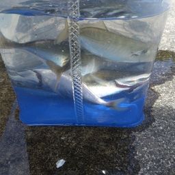 アジ