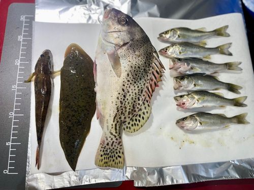 コショウダイの釣果