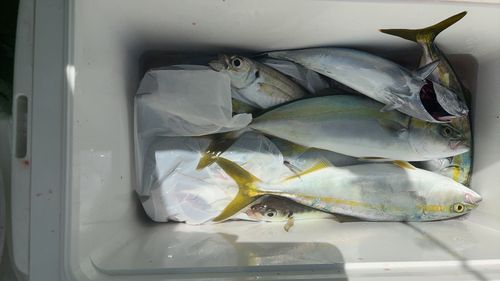 イナダの釣果