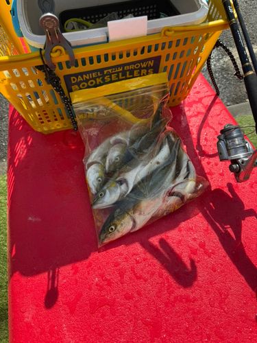ワカシの釣果