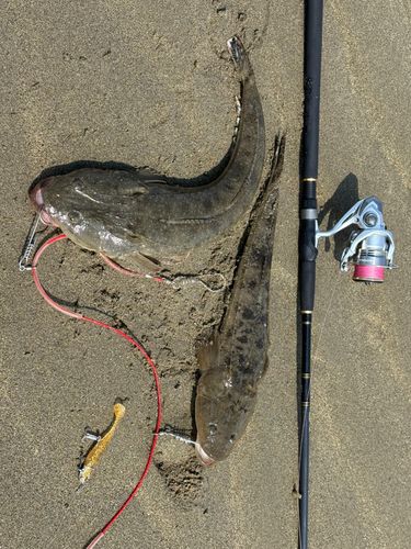 マゴチの釣果