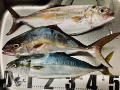 ショゴの釣果