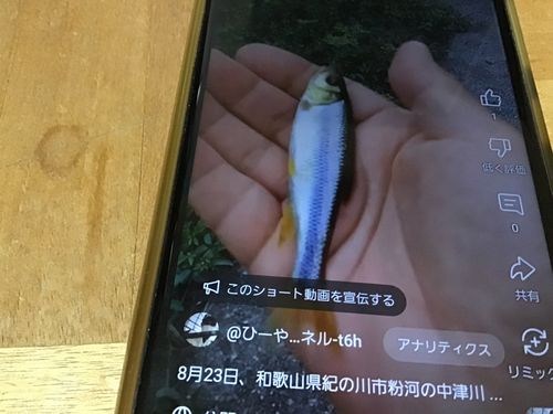 カワムツの釣果