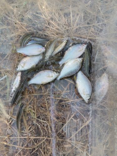 カネヒラの釣果