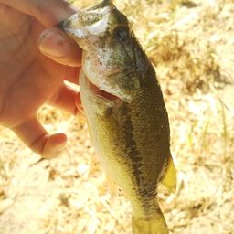 ラージマウスバス