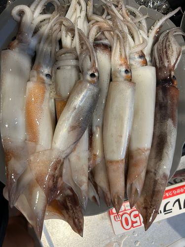 イカの釣果