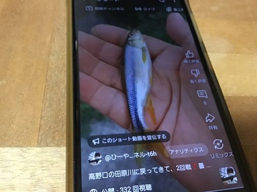 カワムツの釣果