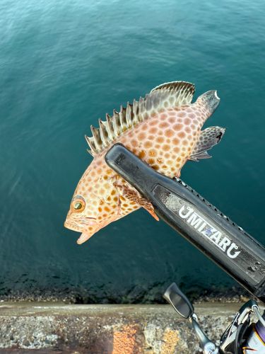 オオモンハタの釣果