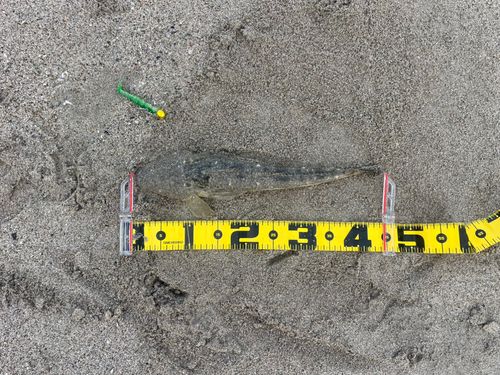マゴチの釣果