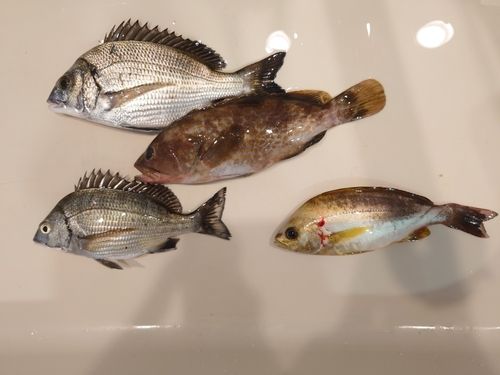 チヌの釣果