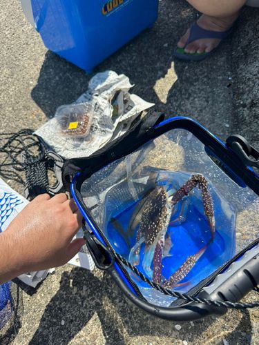 タイワンガザミの釣果