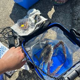 タイワンガザミ