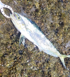シイラの釣果
