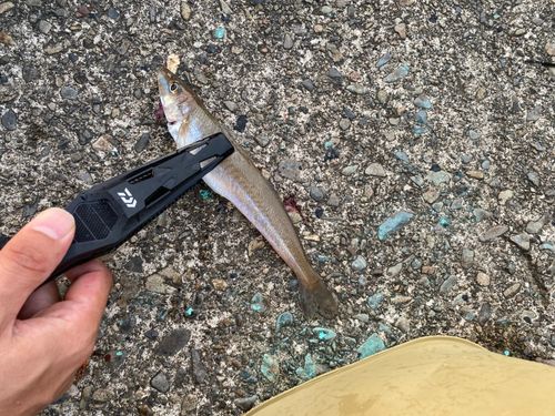 シロギスの釣果