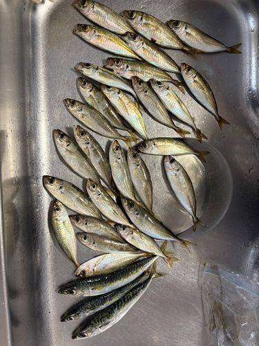 アジの釣果