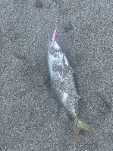 ワカシの釣果