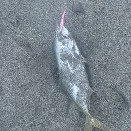 ワカシ