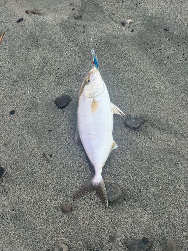 ショゴの釣果