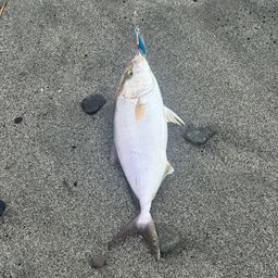 ショゴ