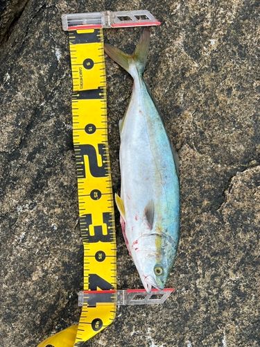 イナダの釣果
