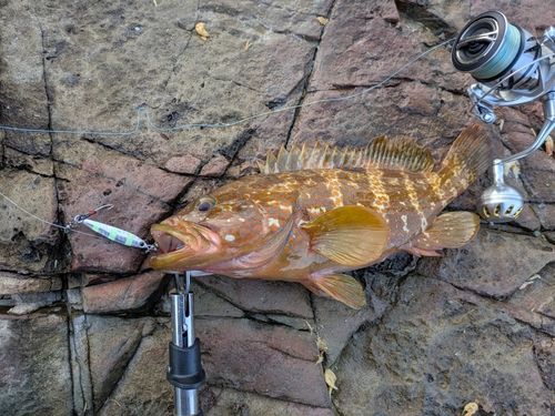 アコウの釣果