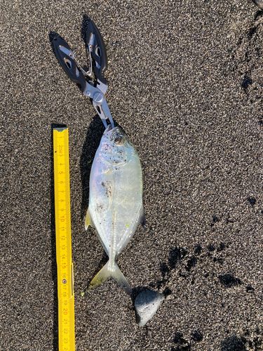メッキの釣果