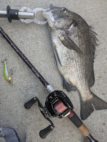 チヌの釣果