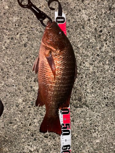 ゴマフエダイの釣果