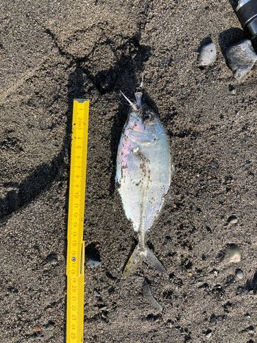 メッキの釣果