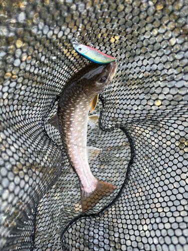 アメマスの釣果
