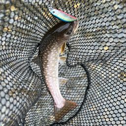 アメマス