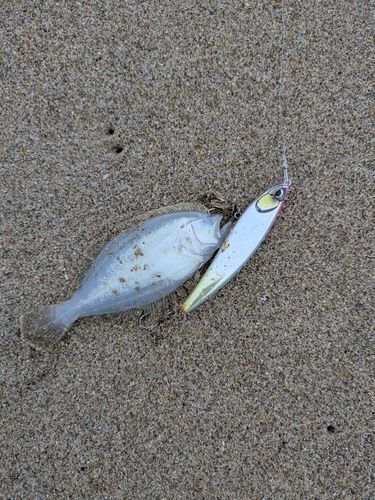 ソゲの釣果