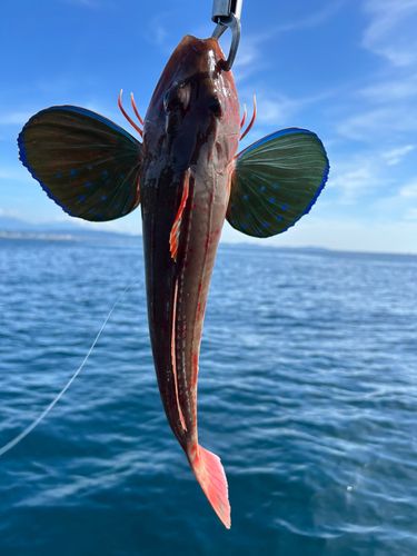 ホウボウの釣果