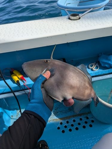 ウマヅラハギの釣果