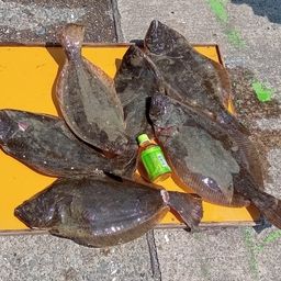 ヒラメ