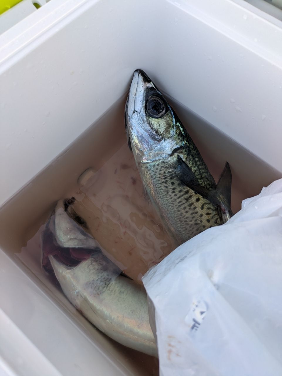 debufrogさんの釣果 2枚目の画像