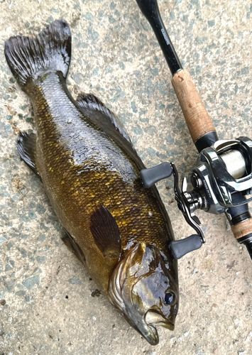 スモールマウスバスの釣果