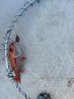 アカムツの釣果