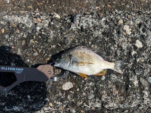 チンチンの釣果