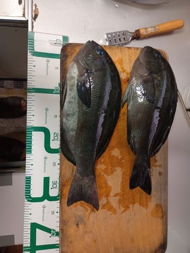 クチブトグレの釣果