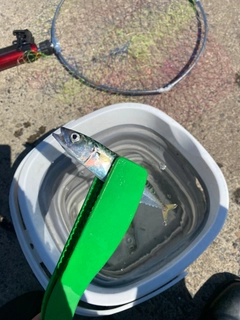 サバの釣果