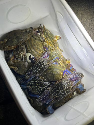 ワタリガニの釣果