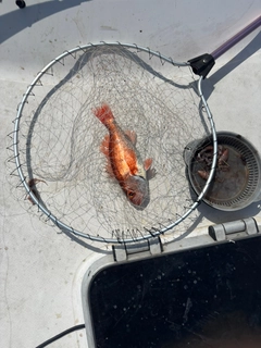 アカムツの釣果
