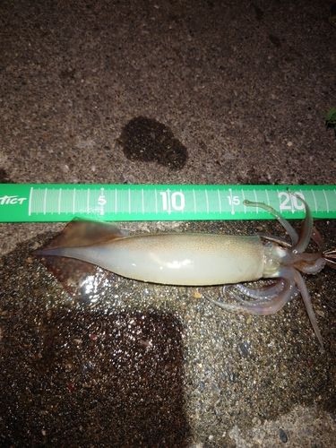 釣果