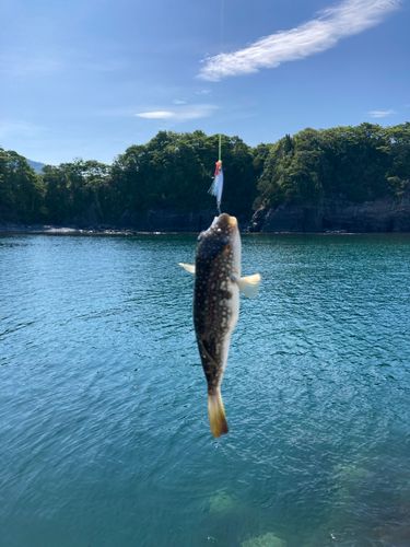 クサフグの釣果